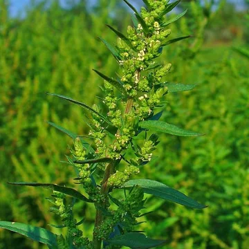Epazote